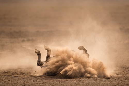 Zebra dust bathing in Amboseli during 'Maneaters and Red Elephants' photo safari