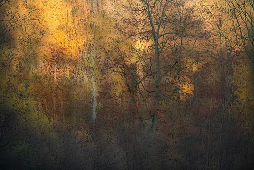 Autumnal golden forest scene with beech trees and a birch tree partly sunlit partly in the shade