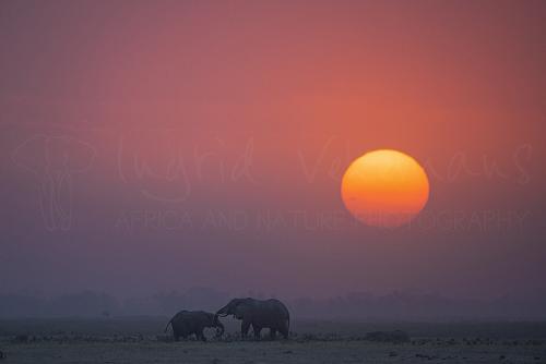 Elephants touching trunks at sunset in Amboseli in Kenya in Africa