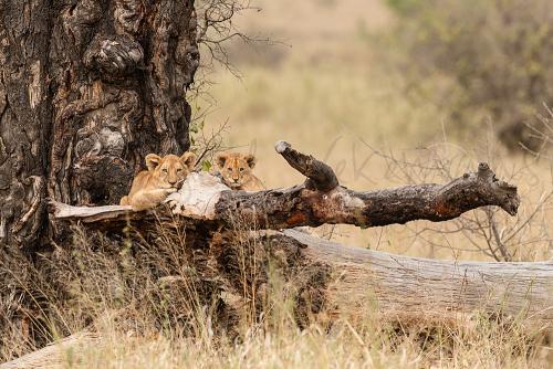 Lion cubs waiting for mother in Serengeti National Park during Tanzania Wilderness Safari photo safari