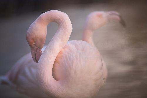 Captive greater flamingos close-up