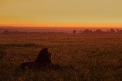 Sunrise with lions in Masai Mara during photographic tour with Ingrid Vekemans