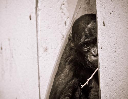 Bonobo baby looking sad from captive shelter