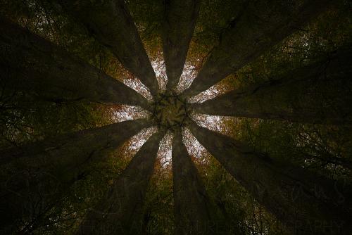 Nine dark trees reaching to the sky in a regular rhythm to form a star shaped canopy