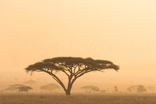 Evening light in acacia trees in Serengeti during Tanzania Wilderness Safari photo safari