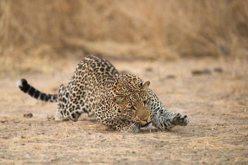 Leopard crouching and reaching to fly sitting on sandy ground