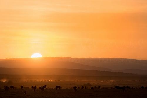 Wildebeest gathering on the Mara at sunrise 