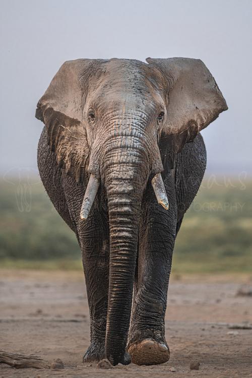 Walking wet elephant frontal with eye contact in Amboseli in Kenya in Africa