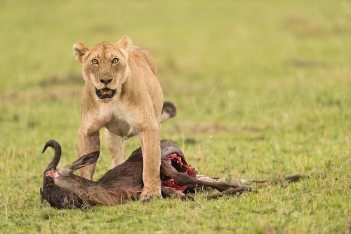 Lioness dragging prey in Masai Mara during 'Migration and Rift Valley Lakes' photo safari