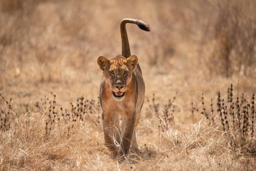 Lion in Selous during Southern Tanzania Explorer photo safari