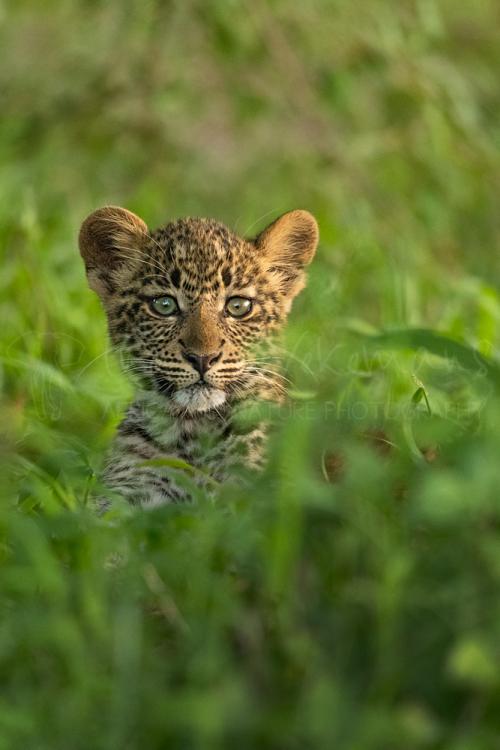 Leopard cub close-up staring frontal over a lump of green grass