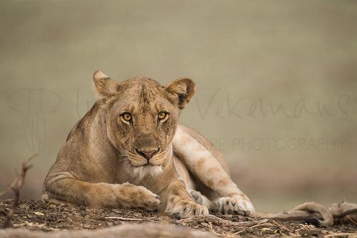 ​Lioness in frontal close-up looking alert with vague green background of foliage