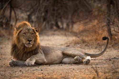 Male lion at sunset in South Luangwa during 'Lion and Leopard Country' photo safari