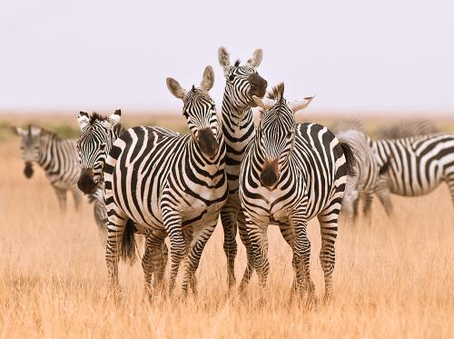 Zebras competing for attention in Amboseli