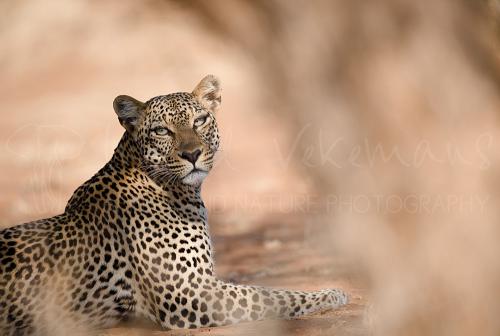 Leopard lying in tonal vague background and foreground, looking straight in the lens