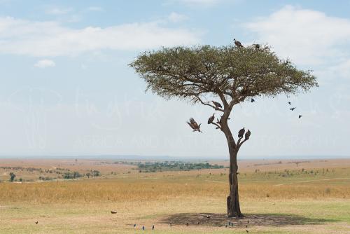 Mara landscape with tree and birds during Migration and Rift Valley Lakes photo safari