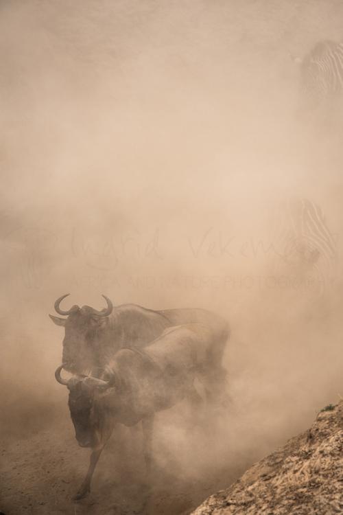 Wildebeest approaching the Mara river in clouds of dust during 'Migration and Rift Valley Lakes' photo safari