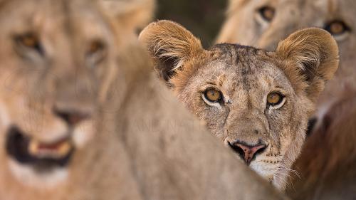 Lion cub close-up between mother and father in the vague foreground and background