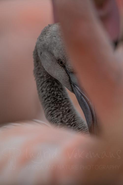 Close-up baby flamingo during wildlife photography workshop with Ingrid Vekemans