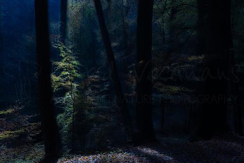 In-camera multiple exposure dark with trees workshop Ingrid Vekemans