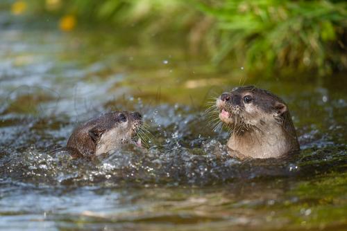 Workshop wildlife photography