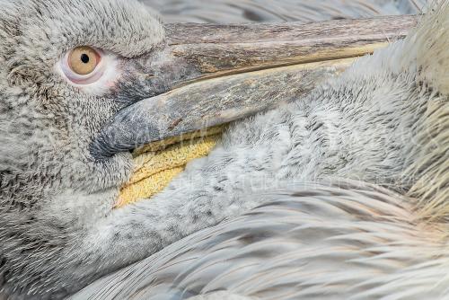 Pelican close-up in Blijdorp Zoo - workshop 'Wildlife and Butterflies'