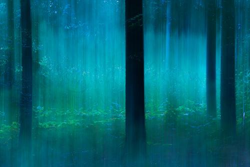 Trees in blue tones with motion effect in the Sonian Forest