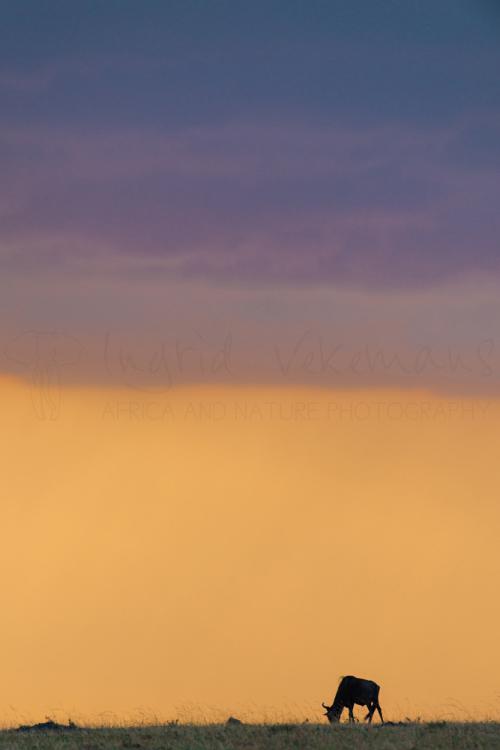 Cloudy sunset with wildebeest in the Masai Mara during photo safari Migration and Rift Valley Lakes