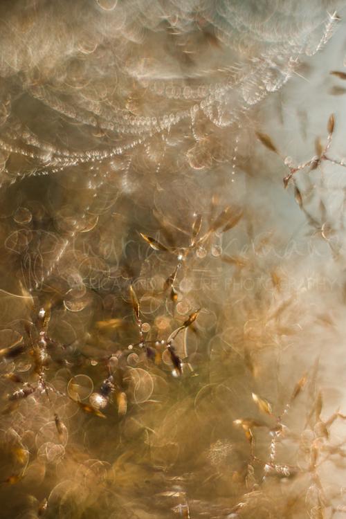 Sun and dew in long grass in rococo colours