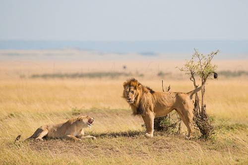 Couple of male lion and lioness standing across from each other with lioness growling at male lion in open savannah landscape