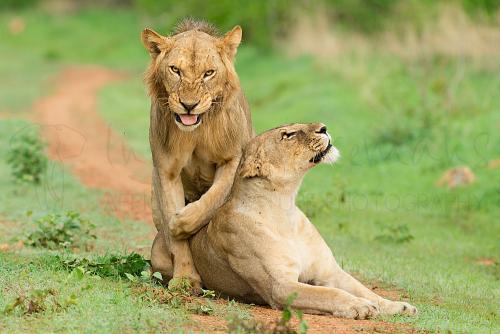 Male lion with direct eye contact sitting on top of contented looking lioness after mating