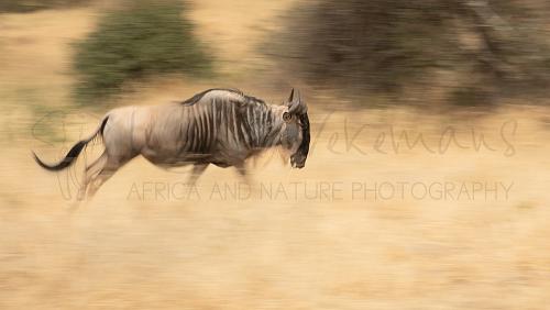 Panning shot of wildebeest in Tarangire National Park during Tanzania Wilderness Safari