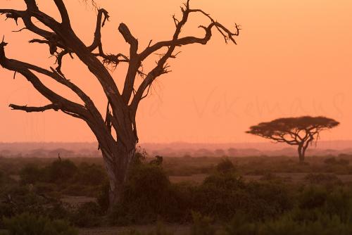 Sunrise in Amboseli during Maneaters and Red Elephants photo safari