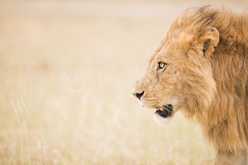 Male lion head on the right with vage yellow grass on the left