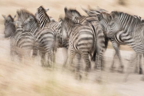 Running zebras with panning motion effect in Tarangire on Tanzania Wilderness Safari