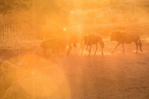 Wildebeest at sunrise descending to the Mara River during Migration and Rift Valley Lakes photo safari