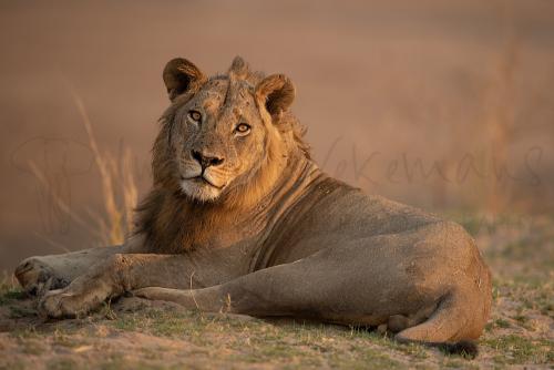 Jonge leeuw liggen in ochtendlicht in South Luangwa in Zambia