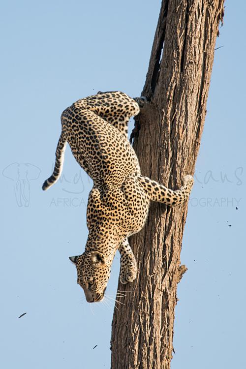 Leopard descending from bare tree against clear blue sky