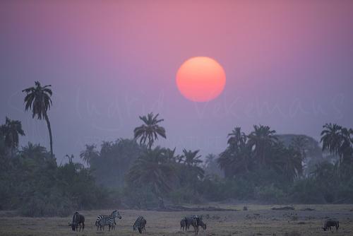 Sunset in Amboseli with zebras and wildebeest during Maneaters and Red Elephants photo safari