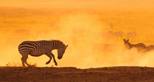 Zebra dancing in dusty golden sunset in Amboseli during Maneaters and Red Elephants photo safari