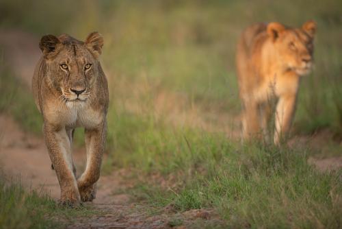 Best photographic safaris to Africa and the migration with www.ingridvekemans.com