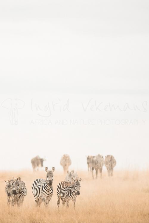 Zebras and wildebeest appearing from dust storm in Amboseli during Maneaters and Red Elephants photo safari