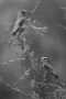 two Fork-tailed hawks