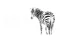 black and white effect on zebra