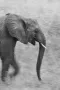 running elephant