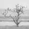 open billed storks sitting in tree