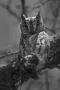 skops owl
