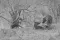 Clan van gevlekte hyena's met jonge en volwassen hyena's bij hun nest in Tsavo East