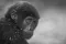 Close-up van baby gorilla die over schouder kijkt met oogcontact verlicht door zonlicht en warme oranje achtergrond