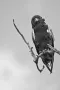 Bateleur op tak met blauwe lucht